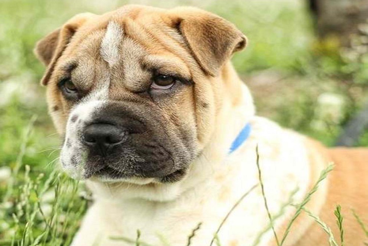 Bull-Pei