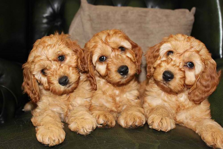 Cockapoo