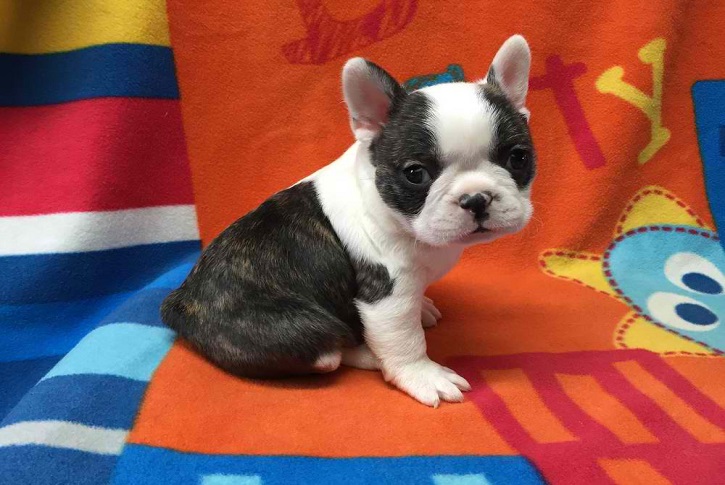 Frenchton