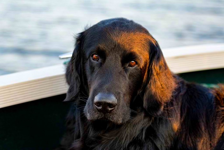 Golden Rottie