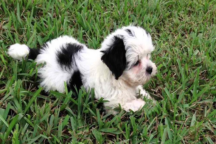 Maltese Shih Tzu