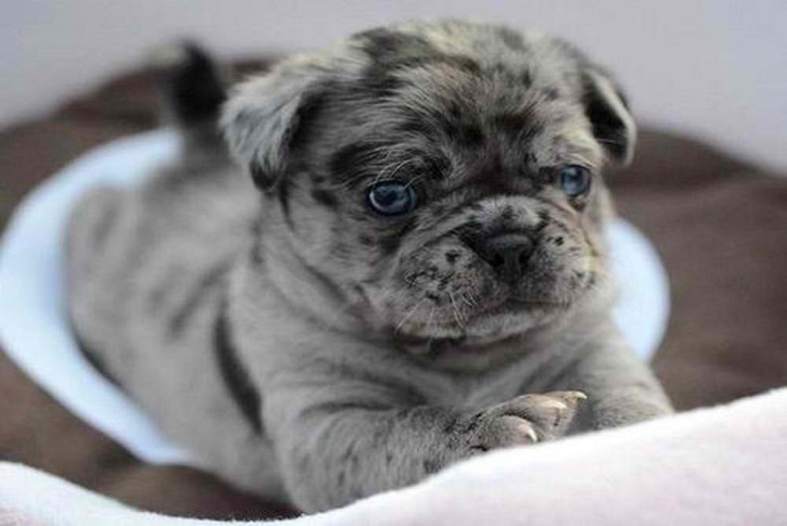 Miniature English Bulldog
