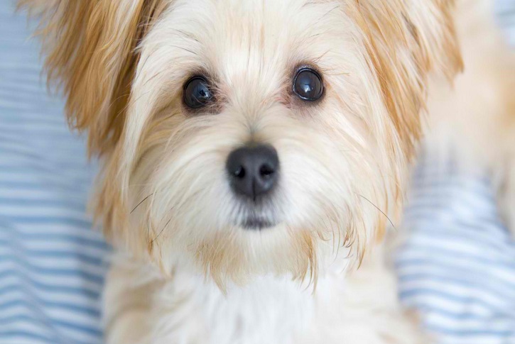 Morkie