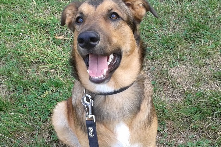Shollie (German Shepherd And Border Collie)