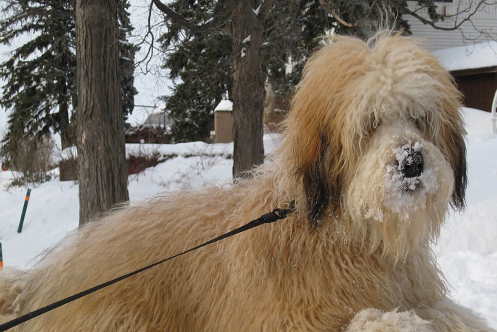 Whoodle