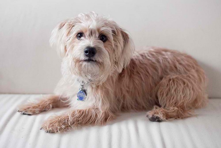 Yorkipoo