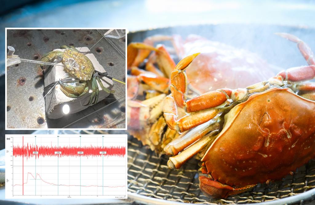 Crabs can feel pain when boiled for food preparation: study